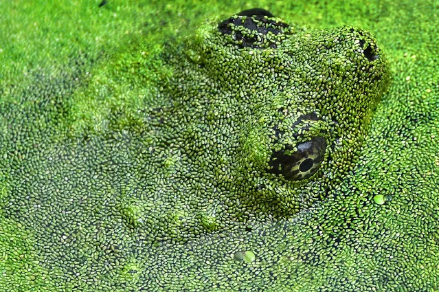 A turtle takes cover in the freshwater pond in Downs Park  in Pasadena, MD  on June 23, 2016. (Photo by Linda Davidson/The Washington Post)