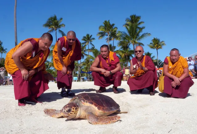 This handout photo provided by the Florida Keys News Bureau shows Tibetan monks visiting the Florida Keys from the Drepung Gomang Monastery in southern India, watching a loggerhead sea turtle named “Drifter” head to the Atlantic Ocean in Islamorada, Florida, January 30, 2020. The 170-pound female was rescued in November 2019 and rehabilitated at the Keys-based Turtle Hospital. The release followed a ceremony performed by the monks, each an ordained student of His Holiness the Dalai Lama, whose ritual chants aspire that animals enjoy long lives. (Photo by Bob Care/Florida Keys News Bureau/AFP Photo)