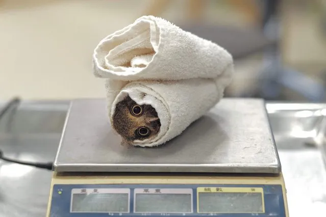 A 76-gram (2.68-ounce) baby mountain scops owl is wrapped in a cloth while a member of the staff checks on its health, at a theme park and safari in Hsinchu county on June 29, 2022. According Taiwans Council of Agriculture, the mountain scops owl is a second-grade protected rare bird. (Photo by Sam Yeh/AFP Photo)