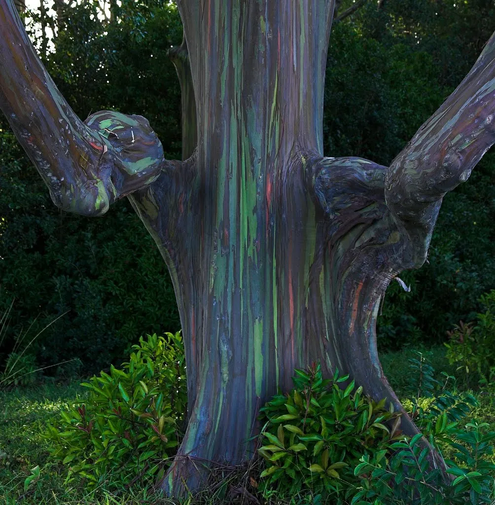 Разноцветное дерево. Радужный эвкалипт (Eucalyptus deglupta. Радужный эвкалипт с острова Минданао. Eucalyptus deglupta бонсай. Удивительные деревья Радужный эвкалипт.