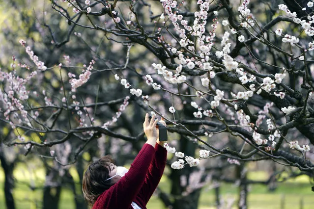 A tourist wearing a protective mask takes a photo of flower blooming Tuesday, March 3, 2020, at a park in Tokyo. The number of infections of the COVID-19 disease spread around the globe. (Photo by Eugene Hoshiko/AP Photo)