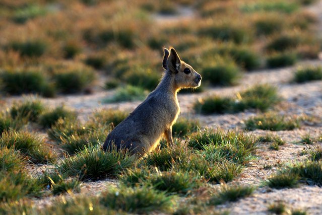 A Patagonia mara is seen at Al Qudra Lakes in Dubai, United Arab Emirates, Thursday, November 21, 2024. (Photo by Jon Gambrell/AP Photo)