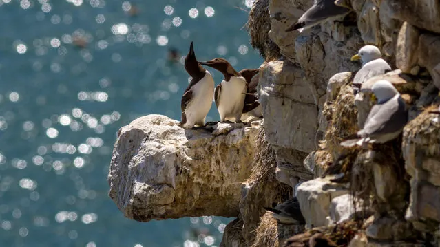 Guillemots preen each other on a coastal chalk cliff full of seabirds in Flamborough, East Yorkshire. (Photo by Rebecca Cole/Alamy Stock Photo)
