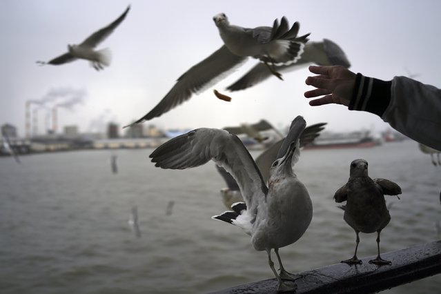 A person feeds seagulls in Niigata, Niigata prefecture, Japan, Saturday, November 23, 2024. (Photo by Eugene Hoshiko/AP Photo)