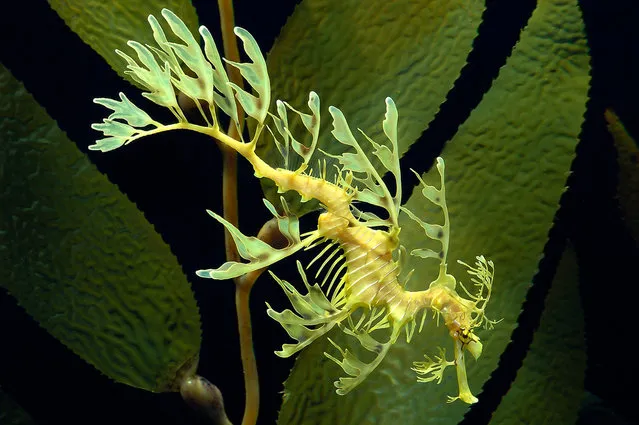 Leafy sea dragon