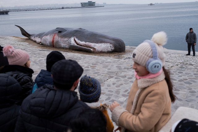 People look at a beached whale installation by the Belgian art collective ”Captain Boomer” as it lies on embankment during the United Nations climate change conference COP29 in Baku, Azerbaijan on November 17, 2024. (Photo by Murad Sezer/Reuters)