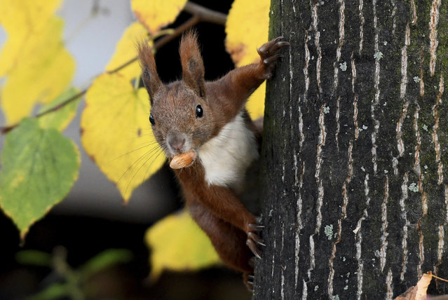 A squirrel carries an acorn on a tree in Berlin, Germany, 20 October 2017. (Photo by Maurizio Gambarini/Picture Alliance/DPA/AP Images)