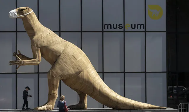 A boy walks by a model of a dinosaur wearing a face mask, during a partial lockdown to prevent the spread of the coronavirus, at the Museum of Natural History in Brussels, Tuesday, May 19, 2020. Museums are hesitantly starting to reopen as the coronavirus lockdown measures are relaxed, yet experts say that one in eight in the world could potentially face permanent closure because of the pandemic. (Photo by Virginia Mayo/AP Photo)