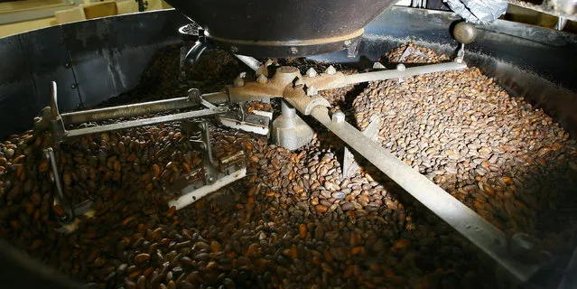 Freshly roasted cocoa beans exit the roaster at the Theo Chocolate factory in Seattle Wednesday, November 12, 2008. Andy McShea is a Harvard-trained molecular biologist using his scientific talent in Seattle to promote “true chocolate” and steer consumers away from inadvertently ingesting all that other brown sweet stuff he says is often unhealthy, morally questionable and not the real thing. (Photo by Gilbert W. Arias/AP Photo/Seattle Post-Intelligencer)