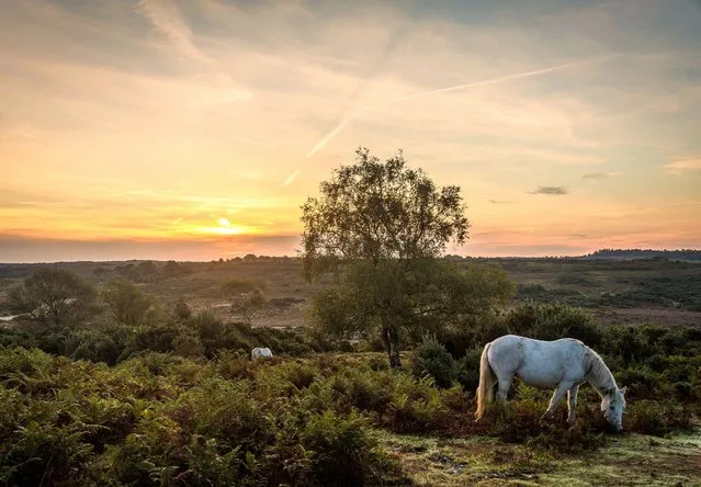 New Forest ponies graze as the sun rises over Godshill in the New Forest, Hants on September 18, 2022, on the day before the Queen's state funeral tomorrow. (Photo by Claire Sheppard/Solent News & Photo Agency)