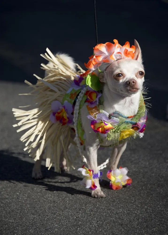 Halloween Dog Costume Parade in Long Beach, California