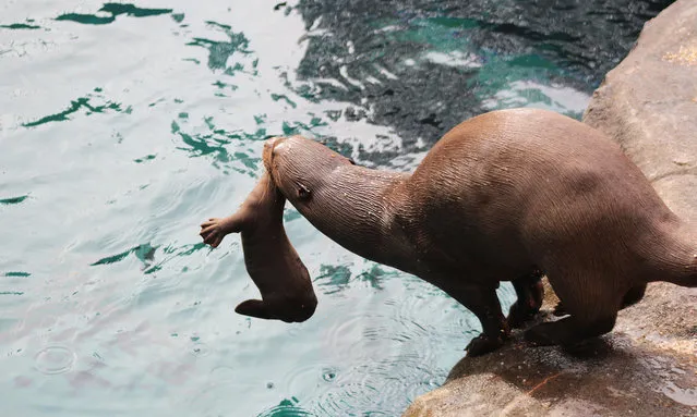 River Safari's giant river otter, Carmen, brings a pup for a swimming lesson. Sometimes called ‘river wolves’ in South America, the endangered giant river otter is a highly- skilled predator that has a complex range of vocalisations. (Photo by Wildlife Reserves Singapore)