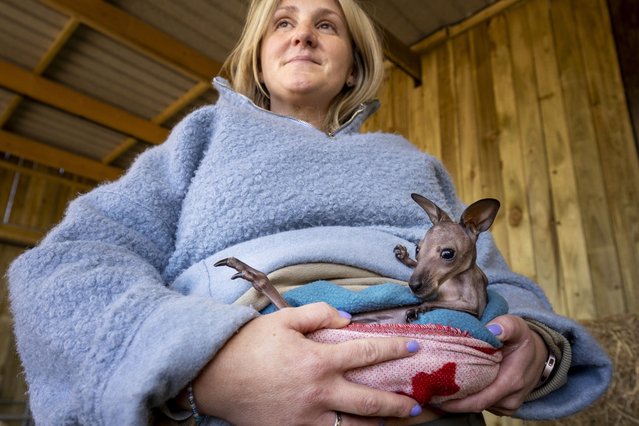 Lauren Owen of Monk Park Farm near Thirsk in North Yorkshire on March 18, 2025 cares for Roo the baby wallaby who, for several weeks has been attached to her round the waist to replicate the warmth and security he would have experienced with his mother during his development. Lauren is regularly stopped in the street by friends and family who think she is pregnant. (Photo by James Glossop/Times Media Ltd)
