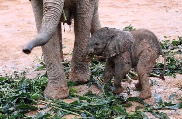 An African elephant calf eats at the Chimelong National Ex-situ Conservation Base of World Endangered Wild Plants and Animals in Qingyuan, South China's Guangdong Province, November 3, 2022. Five African Elephant Calves had been born at the base from May to October this year. All of them are now in good health. (Photo by Xinhua News Agency/Rex Features/Shutterstock)