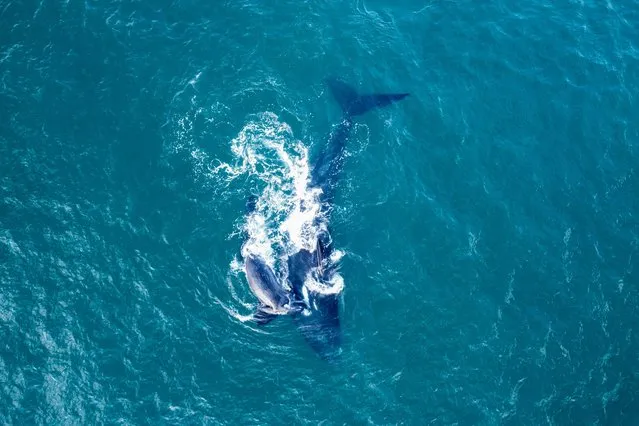 This aerial view shows southern right whales (Eubalaena australis) swimming off the coast of Infanta, near the Breede River estuary, on October 21, 2022. (Photo by Wikus de Wet/AFP Photo)