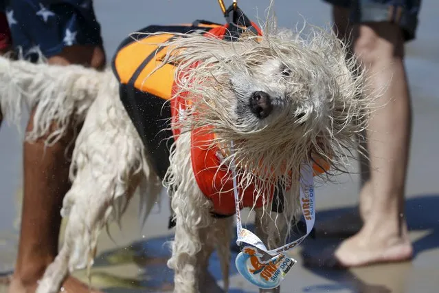 A dog shakes off after collecting its participant medal for surfing in the Surf City Surf Dog Contest in Huntington Beach, California, September 27, 2015. (Photo by Lucy Nicholson/Reuters)