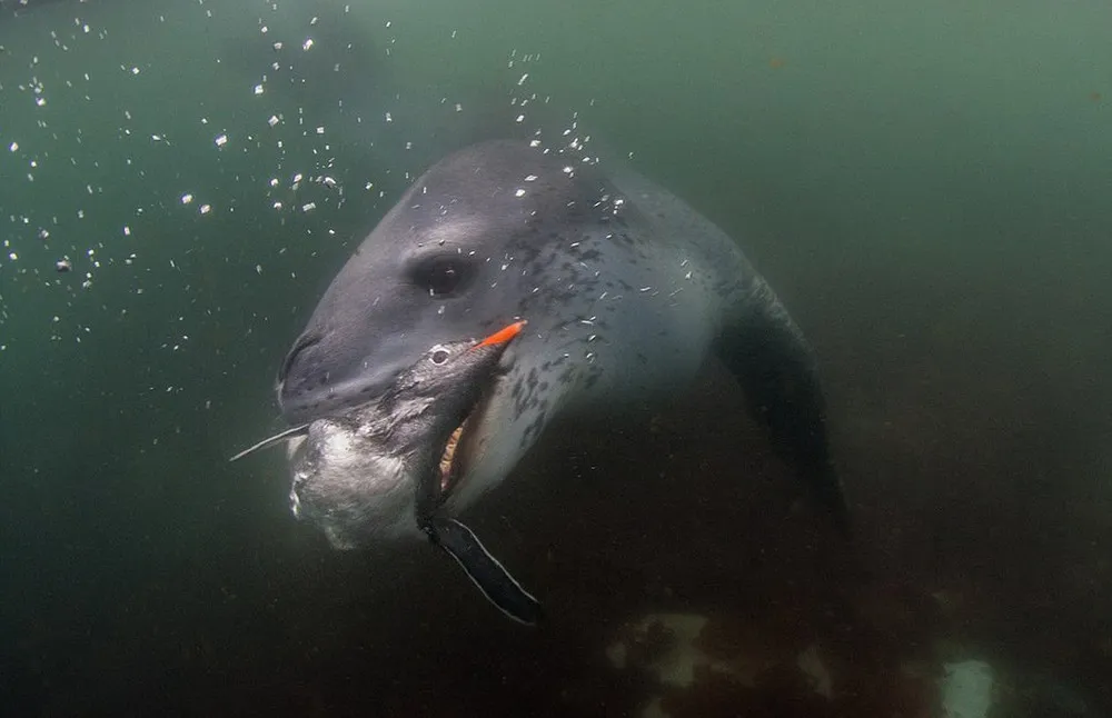 Swimming Into Jaws of Death