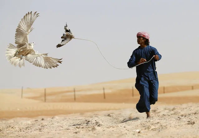 An Emirati falconer moves a lure to attract a falcon in the Liwa Oasis, southwest of Abu Dhabi, on December 26, 2015. Falcons were traditionally used for hunting, however hunting is now prohibited in Abu Dhabi. (Photo by Karim Sahib/AFP Photo)