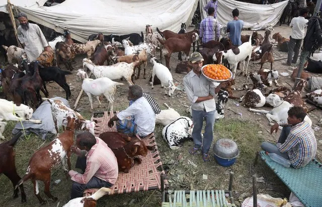 Goats are displayed for sale at a market outside the Jama Masjid mosque ahead of the Eid Al-Adha festival in Delhi, India, 06 September 2016. Millions of Muslims around the world prepare to celebrate Eid Al-Adha, which is celebrated by slaughtering goats, sheep and cattle in commemoration of the Prophet Abraham's readiness to sacrifice his son to show obedience to God. (Photo by Rajat Gupta/EPA)