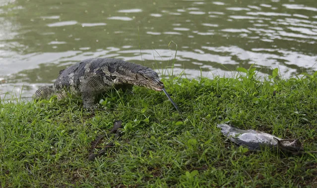Catfish is used to bait a monitor lizard at Lumpini Park in Bangkok, Thailand, Tuesday, September 20, 2016. (Photo by Sakchai Lalit/AP Photo)