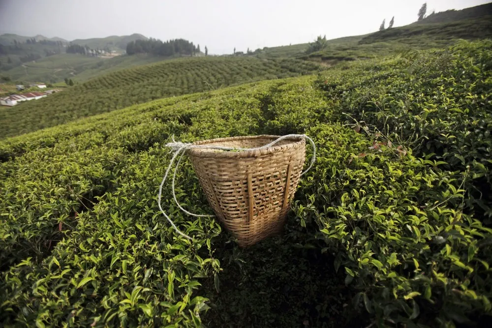Himalayan Tea