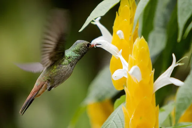 A picture available on 20 September 2016 shows a trochilinae bird over a flower in Bucaramanga, Colombia, 19 September 2016. (Photo by Ricardo Maldonado Rozo/EPA)