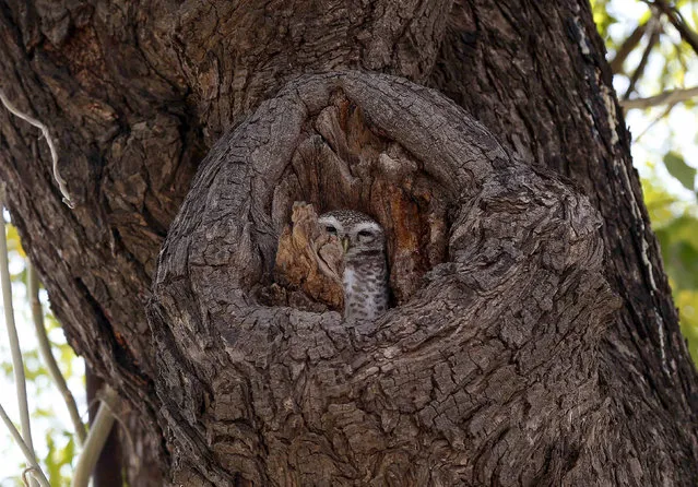 An owl sits in a tree hole in Ajmer in the Indian state of Rajasthan on February 22, 2018. (Photo by Himanshu Sharma/AFP Photo)