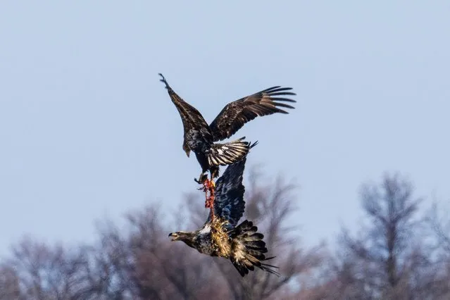 Juvenile bald eagles fight over the carcass of a dead animal in Ruthsburg, Maryland, on February 6, 2023. (Photo by Jim Watson/AFP Photo)