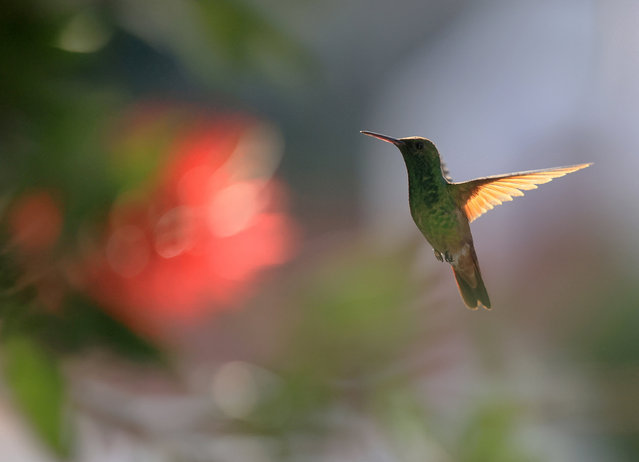 A hummingbird flutters around a flower in the summer light, framed by a window at sunset in Mexico City, on August 3, 2025. (Photo by Carlos Perez Gallardo/Reuters)
