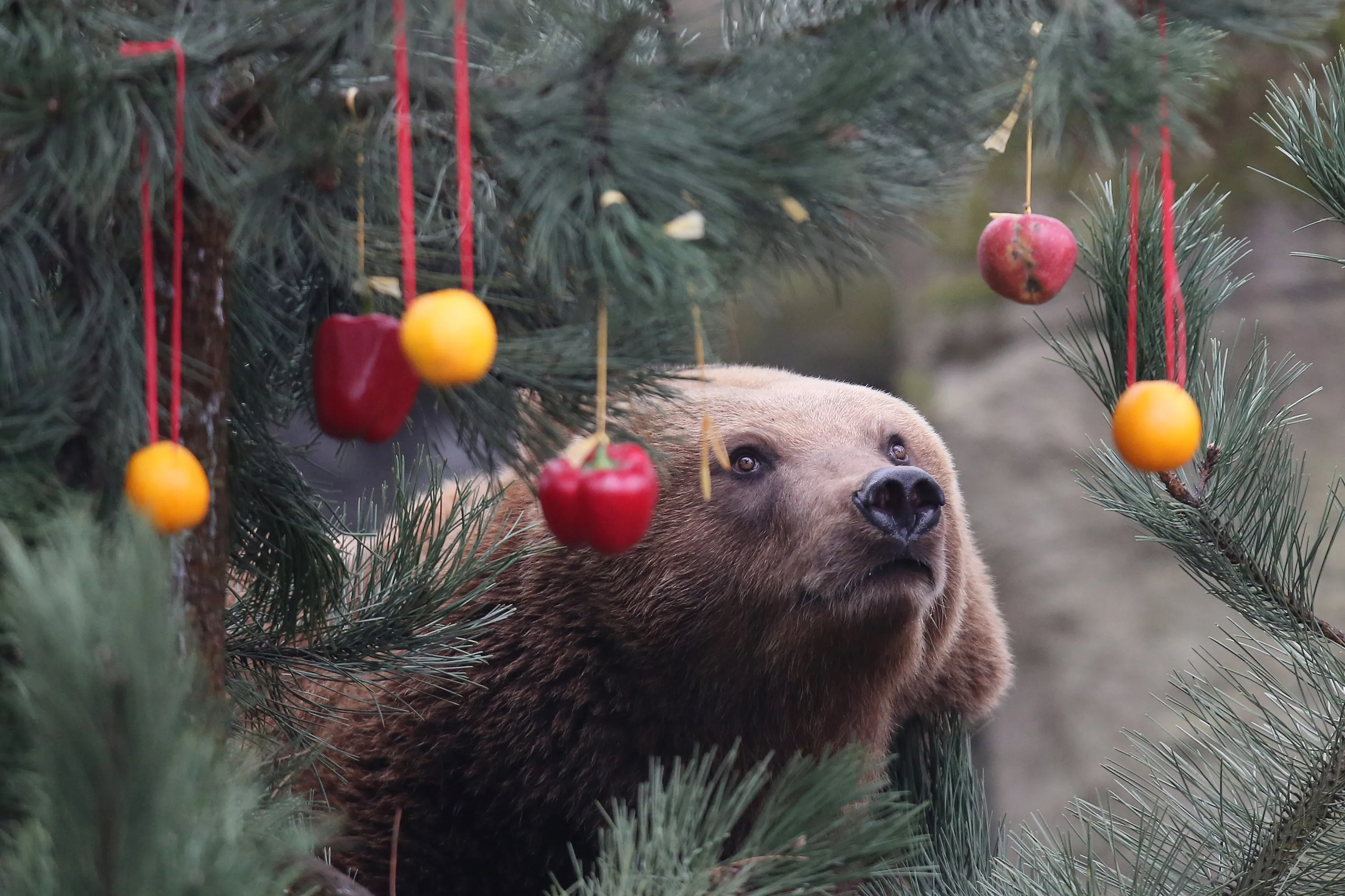 Песни там шишки там медведи. Новогодний медведь. Медведь новый год. Медведь под елку. Новогодний живой медведь.