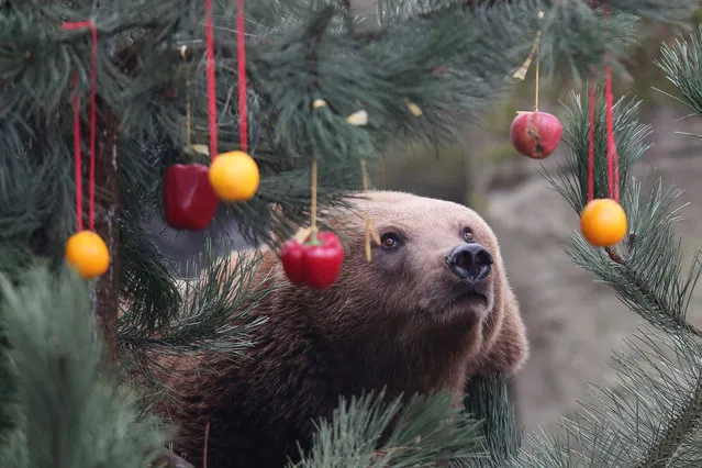  A Kamchatka brown bear  looks at a Christmas tree decorated with fruit and vegetables  in  the enclosure  at the Hagenbeck zoo in Hamburg, northern Germany, Friday December 5, 2014. (Photo by Malte Christians/AP Photo/DPA)