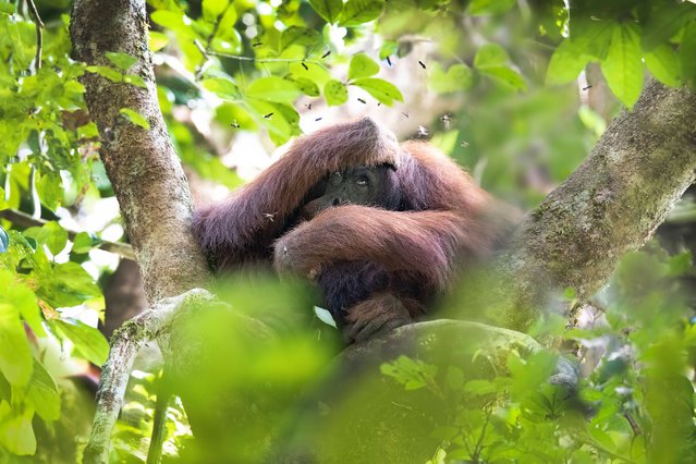 An orangutan shields itself after disturbing a wasps’ next while searching for forest fruits in the Danum Valley, Borneo in the first decade of September 2025. (Photo by Dale Morris/Solent News & Photo Agency)