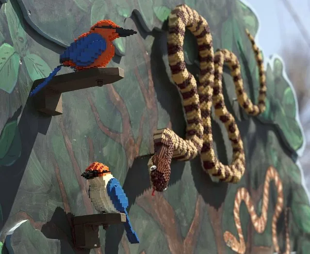 Lego snakes and tropical birds adorn a wall at the Hogle Zoo in Salt Lake City, Wednesday, April 24, 2013. Lego Artist Kenney used over 125,000 Lego pieces to build 30 animals now on display at the zoo. He hopes the exhibit will teach people about disappearing habitats. (Photo by Leah Hogsten/AP Photo/The Salt Lake Tribune)