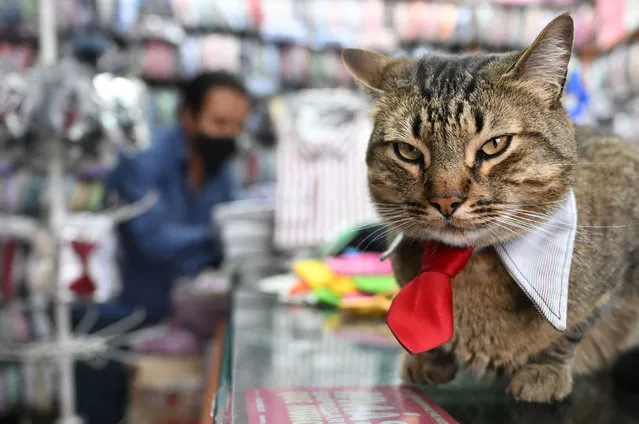 A cat called Lucas wears a tie in a store in Bogota, Colombia on March 17, 2023. (Photo by Raul Arboleda/AFP Photo)