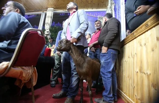 A Goat is being brought for display on a stage for animal breeders and collectors during a rare levant goat auction and exhibition on April, 27, 2018, in Amman, Jordan. (Photo by Salah Malkawi/Getty Images)