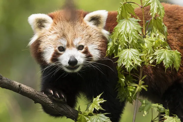 In this  photo provided by the Vienna zoo Schoenbrunn, female red panda Mahalia sits in the enclosure in Vienna Monday, April 30, 2018. Mahalia will get a new partner from Italy, male panda Manjul of the  Parco Faunistico La Torbiera. (Photo by Daniel Zupanc/Zoo Schoenbrunn via AP Photo)