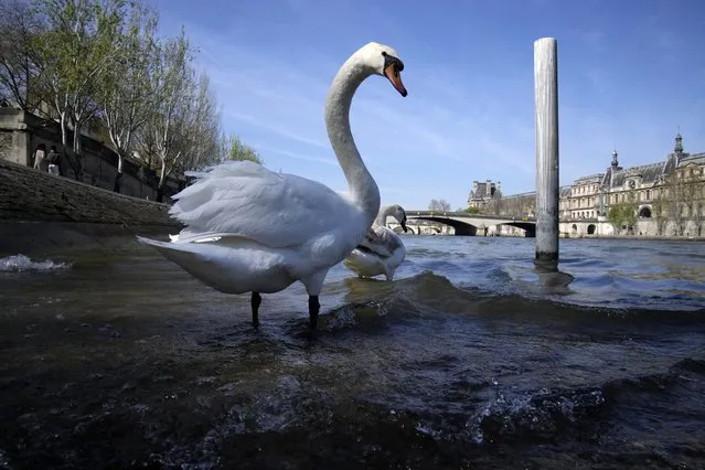 Swans stand in the River Seine in Paris, Wednesday, April 5, 2023. A costly and complex clean-up is resuscitating the River Seine just in time for it to play a starring role in the 2024 Paris Olympics. The city and its region are rushing to make the Seine's murky waters swimmable, so it can genuinely live up to its billing as the world’s most romantic river. (Photo by Christophe Ena/AP Photo)