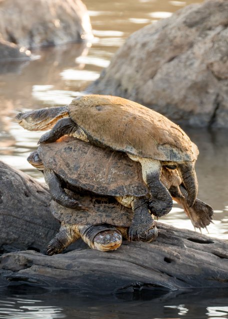 Stack of Terrapins jostle for the best sunbathing spot in Mkhuze Game Reserve, South Africa in the first decade of November 2025. (Photo by Brian Sellick/Solent News & Photo Agency)