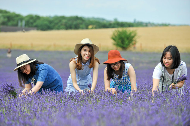 Vietnamese business students at Northampton University (L to R) Anh Nguyen, Phuong Nguyen, Tam Nguyen and Oanh Cao visit Hitchin Lavender farm in Arlesey, UK on July 9, 2017, to view and pick lavender. Currently in full bloom, the lavender attracts visitors from far and wide to this popular family run farm. (Photo by Stephen Chung/Alamy Live News)