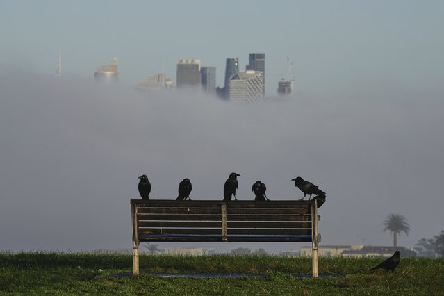 Birds sit on a park bench as a dense fog envelopes the Sydney skyline causing major commuter delays, Tuesday, August 5, 2025. (Photo by Mark Baker/AP Photo)