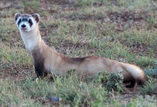 This undated image provided by the U.S. Fish and Wildlife Service shows a black-footed ferret at the Vermejo Park Ranch in northern New Mexico. The agency is working with landowners such as media mogul Ted Turner, who owns the ranch, to recover the endangered species across 12 western states. (Photo by Kimberly Fraser/AP Photo/U.S. Fish and Wildlife Service)