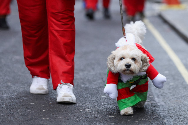 A dog wears a costume while runners dressed as Santa Claus take part in the annual 5km Santa Dash in Liverpool, Britain, on December 7, 2025. (Photo by Temilade Adelaja/Reuters)