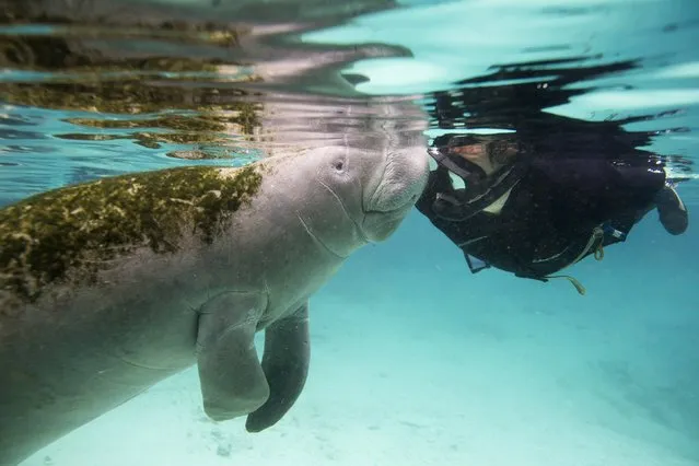 A Florida manatee interacts with River Ventures' Captain Mike Birns in the Three Sisters Springs in Crystal River, Florida January 15, 2015. (Photo by Scott Audette/Reuters)