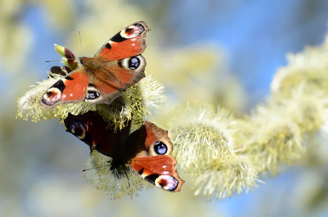Peacock butterflies during a sunny day in Jicin, Czech Republic on April 9, 2018. British butterflies suffered their seventh worst year on record in 2017. (Photo by Slavek Ruta/Rex Features/Shutterstock)