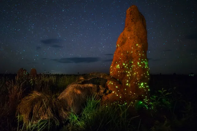Marcio Cabral’s photograph of an anteater approaching a glowing termite mound at night that was stripped of its Wildlife Photographer of the Year award prize after judges noticed the anteater pictured is almost certainly a stuffed animal. (Photo by Marcio Cabral/Wildlife Photograp/PA Wire)