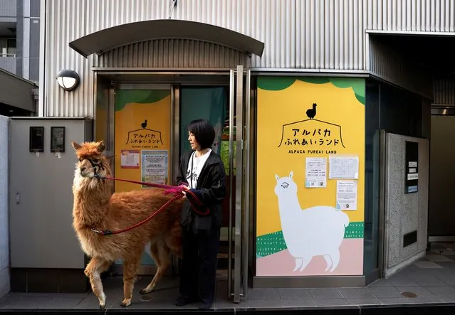 Alpaca Fureai Land's Shion Ito and an alpaca named Satsuki leave the indoor petting zoo to take a walk in the early morning in Tokyo, Japan on June 21, 2023. (Photo by Kim Kyung-Hoon/Reuters)