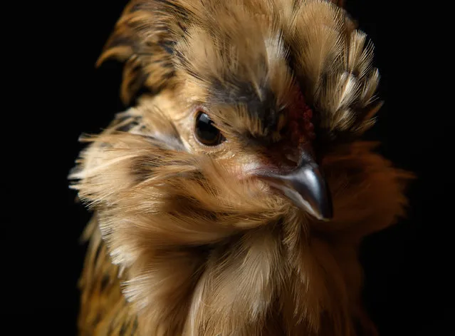 A Belgian Bantam is seen at the National Poultry Show on November 20, 2016 in Telford, England. (Photo by Leon Neal/Getty Images)