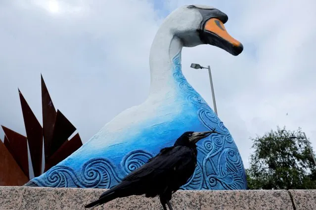 A crow with an overgrown beak stands under a statue of a swan, in Galway, Ireland on July 23, 2023. (Photo by Clodagh Kilcoyne/Reuters)