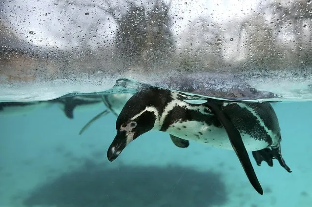 Humboldt penguins swim in their pool during the stock take at London Zoo in London, Britain January 4, 2016. (Photo by Stefan Wermuth/Reuters)