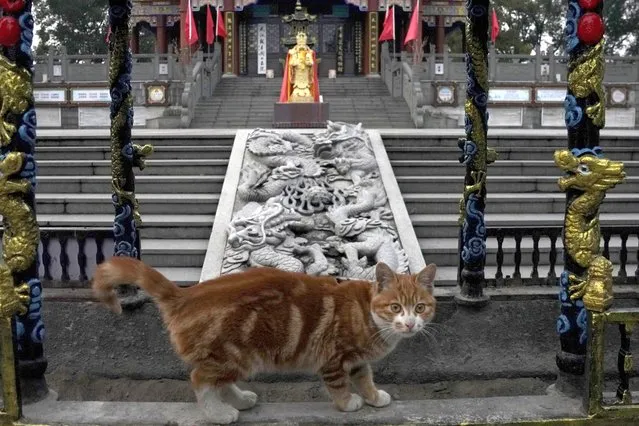 A cat pauses to look at visitors to a temple in Wuhan in central China's Hubei province on February 9, 2021. A joint WHO-China study on the origins of COVID-19 says that transmission of the virus from bats to humans through another animal is the most likely scenario and that a lab leak is “extremely unlikely”, according to a draft copy obtained by The Associated Press. The report said that highly similar viruses have been found in pangolins, but also noted that mink and cats are susceptible to the COVID virus, which suggests they could be carriers. (Photo by Ng Han Guan)/AP Photo